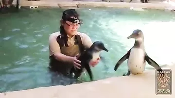 Первый заплыв братьев пингвинят