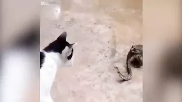 Кот против змеи которую наполовину проглотила жаба