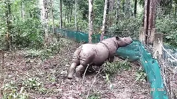 Индонезия: рождение редкого суматранского носорога