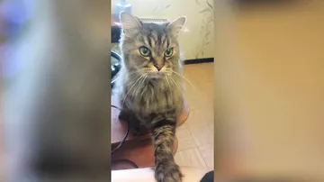 Когда кот хочет кушать