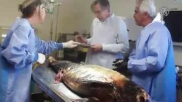 Редкой морской свинье угрожает исчезновение