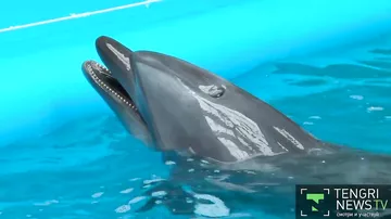 Мечту 14-летней алматинки поплавать с дельфинами исполнили волонтеры