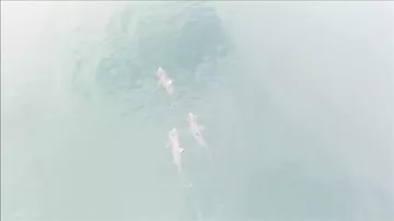 Гигантских акул впервые сняли с беспилотника