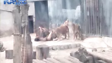 Очевидцы сняли на видео, как самоубийца пытался погибнуть в пасти львов