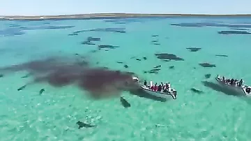 Turistlər 70 köpək balığının balinaya hücumunu VİDEOya çəkdilər