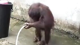 Принимающий водные процедуры орангутанг стал суперзвездой сети