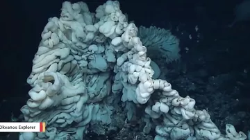 Дайверы сняли на видео морскую губку размером с минивэн, обнаруженную на Гавайях