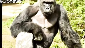 Американцы подписываются в защиту убитой гориллы
