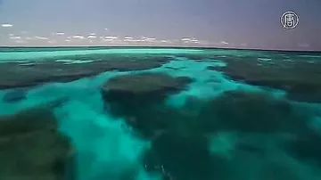 Большой барьерный риф обесцвечен на 35%
