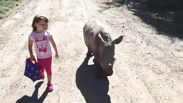 Прогулка с носорогом