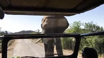 Арнольд Шварценеггер бегством спасся от огромного слона