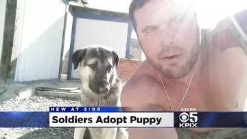 Солдат спас щенка во время войны