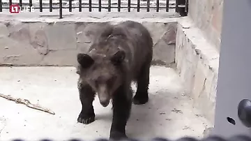 Нижегородские зоологи почти полгода лечили медведицу от алкоголизма