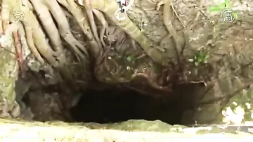 Тайны подводных пещер Юкатана: учёные начали исследования