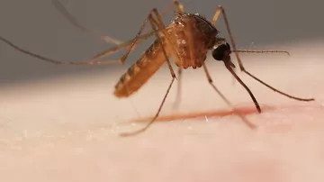 Как комары высасывают кровь