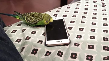 Попугай общается с Siri