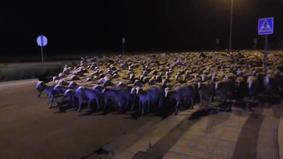 В испанский город среди ночи ворвалась тысяча овец