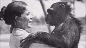 Шимпанзе узнали зоолога, освободившего их из клетки 20 лет назад