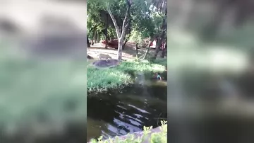 Пьяный индиец в зоопарке залез в вольер ко львам "пожать им лапы"