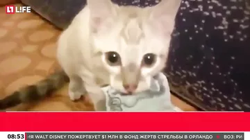 В Интернете появилось видео кота вора