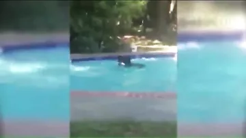 В США медведь перепугал семейную пару, купаясь в их бассейне
