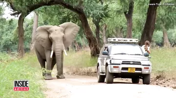 Слон с пулей в голове вышел к людям