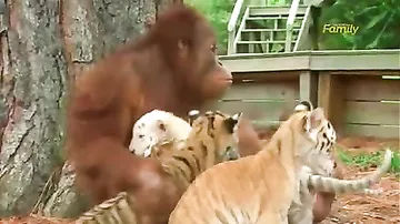 Орангутан "усыновил" тигрят и ухаживает за ними!