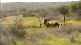 Реальные кадры: охотники не рассчитали силу льва