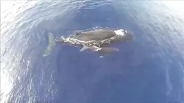 Уникальное видео о китах, снятое с беспилотника.