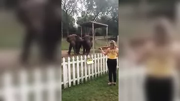 Эти слоны выбирают правильную музыку.