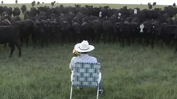 Фермер собирает коров!