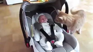 Кот, который впервые увидел ребенка