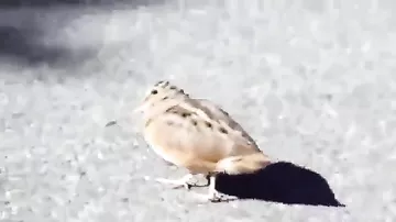 Птичка отлично чувствует ритм музыки