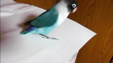Когда птица танцует лучше, чем ты