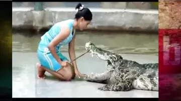 Как крокодил подчиняется ей