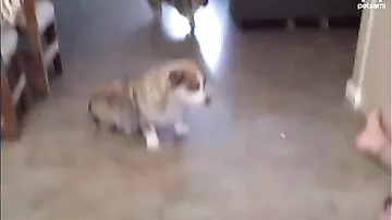 Собака ловит лазер