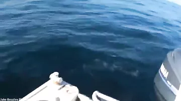 Испуганные рыбаки сняли на видео сальто акулы
