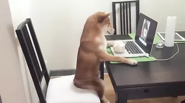 Собака сидит за компьютером