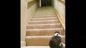Парализованный кот взбирается по лестнице