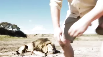 Лев отомстил охотникам-браконьерам убившим его друга