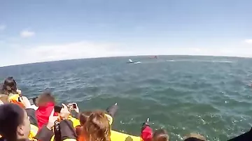 В Канаде огромный кит проплыл под лодкой туристов