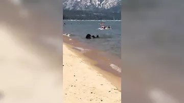 В США медведица привела детёнышей искупаться на пляж