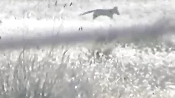 В Австралии в объектив камеры попался «вымерший» тасманийский волк