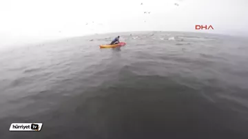 Balinaların arasında qaldılar