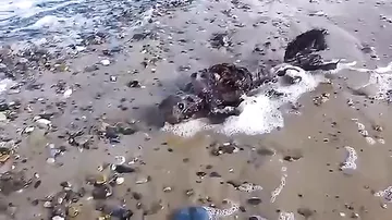 Таинственное существо, похожее на русалку, обнаружено на пляже