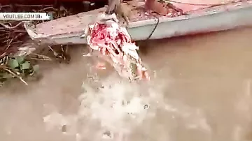 Пираньи уничтожают гигантский кусок мяса за 40 секунд