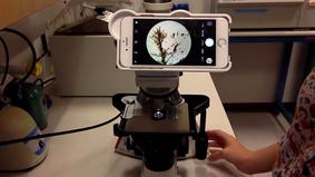 Американские изобретатели скрестили iPhone и микроскоп