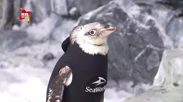 Облысевшему пингвину сшили гидрокостюм, чтобы он не мерз в холодной воде