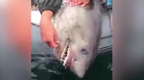 Дагестанские рыбаки выловили в море акулу и вырубили её битой
