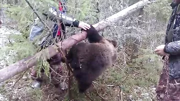 Охотники спасли плачущего медвежонка, попавшего в ловушку